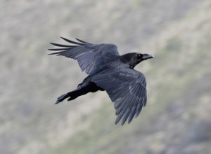 Raven in flight small