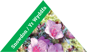 Snowdon / Yr Wyddfa